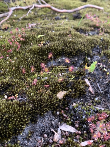 Drosera pallida (Pale Rainbow) (alternate view 2)