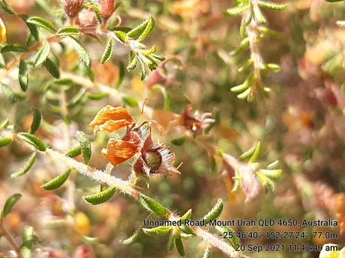 Pultenaea villosa (Hairy Bush-pea) (alternate view 5)