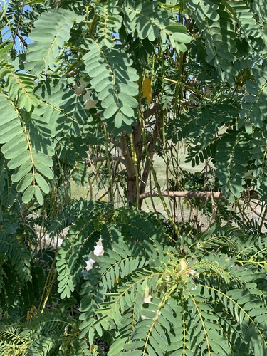 Sesbania grandiflora (Hummingbird Tree)