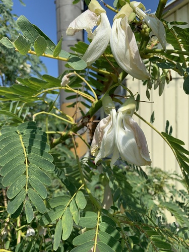 Sesbania grandiflora (Hummingbird Tree)