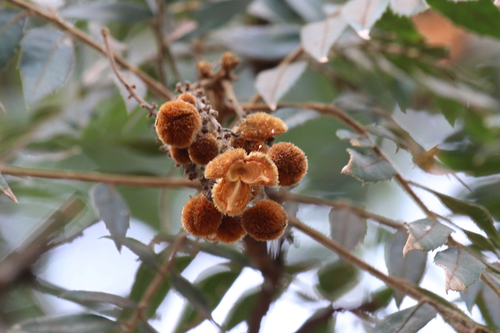 Jagera pseudorhus (Fern Top)