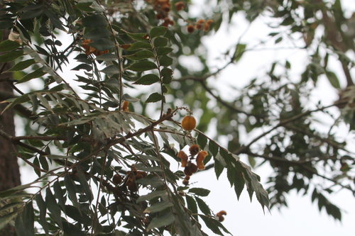 Jagera pseudorhus (Fern Top) (alternate view 2)