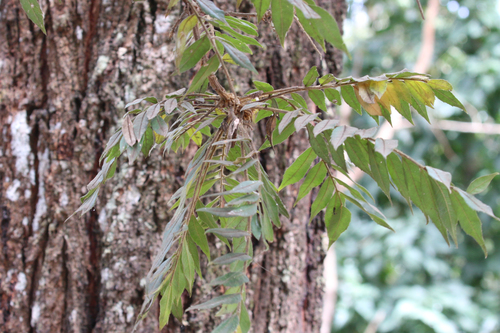 Jagera pseudorhus (Fern Top) (alternate view 3)