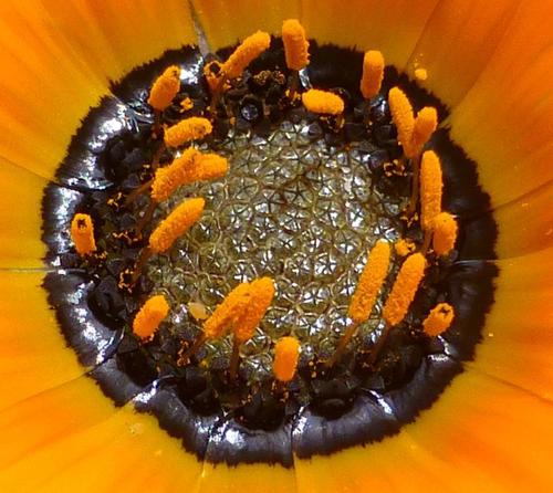 Arctotis (African Daisies) (alternate view 7)