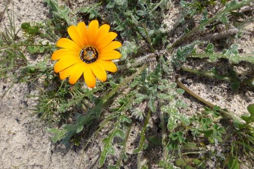 Arctotis (African Daisies) (alternate view 8)