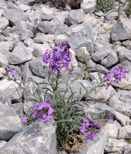 Matthiola (Stock) (alternate view 4)