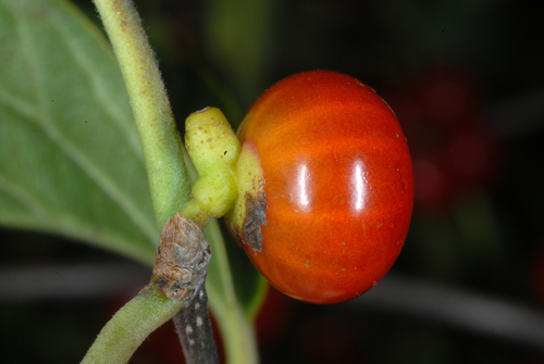 Lonicera maackii (Amur honeysuckle)