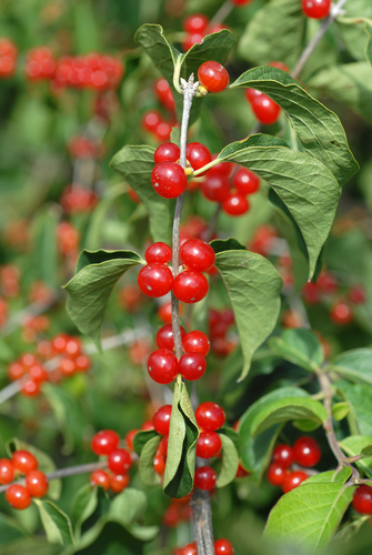 Lonicera maackii (Amur honeysuckle)