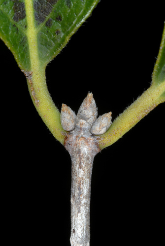 Lonicera maackii (Amur honeysuckle)