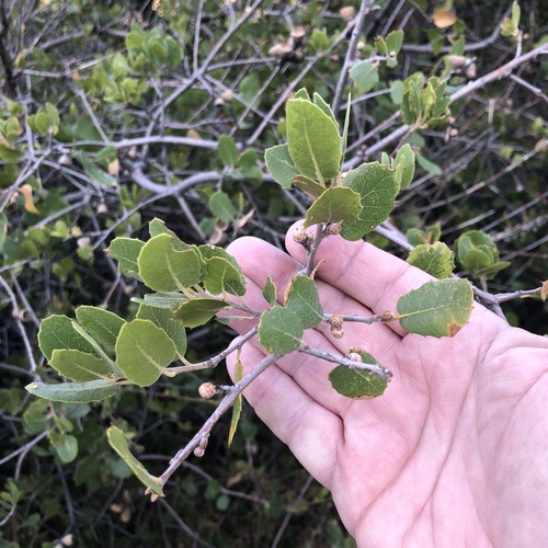 Quercus wislizeni (Interior Live Oak) (alternate view 5)