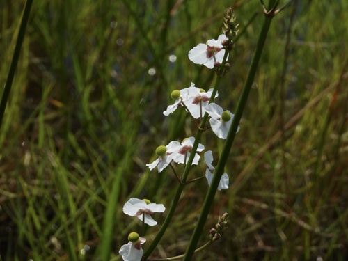 Sagittaria lancifolia (lanceleaf arrowhead)