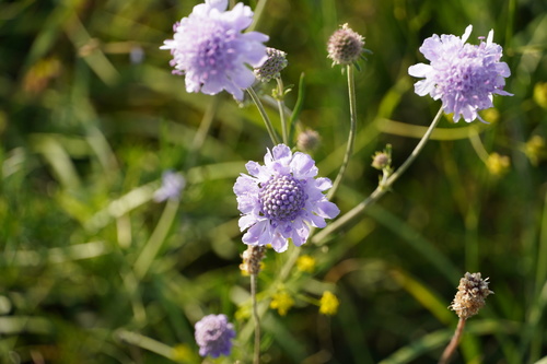 Scabiosa canescens (Gray Pincushion Flower)