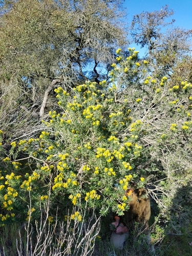 Genista linifolia (needle-leaved broom) (alternate view 3)