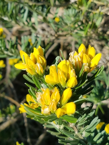Genista linifolia (needle-leaved broom) (alternate view 4)