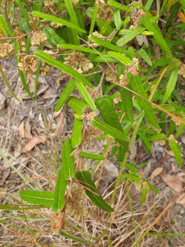 Lasiopetalum ferrugineum (Rusty Petals)