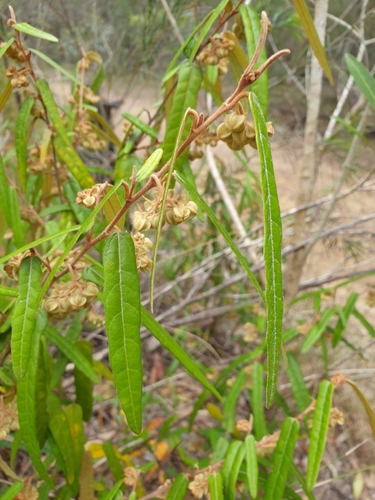Lasiopetalum ferrugineum (Rusty Petals) (alternate view 2)