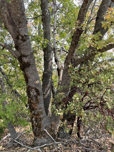 Quercus kelloggii (Black Oak) (alternate view 2)