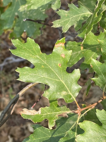 Quercus kelloggii (Black Oak) (alternate view 3)