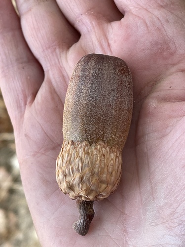 Quercus kelloggii (Black Oak)
