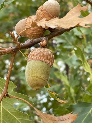 Quercus kelloggii (Black Oak) (alternate view 4)