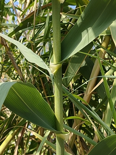 Arundo donax (giant reed)