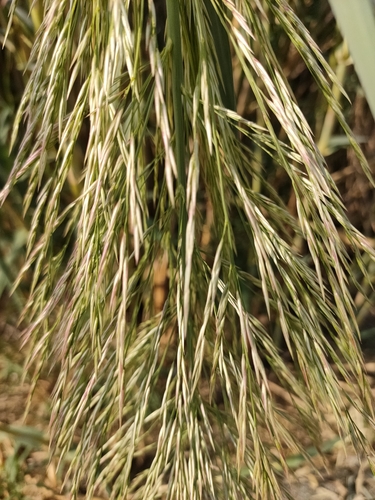 Arundo donax (giant reed)