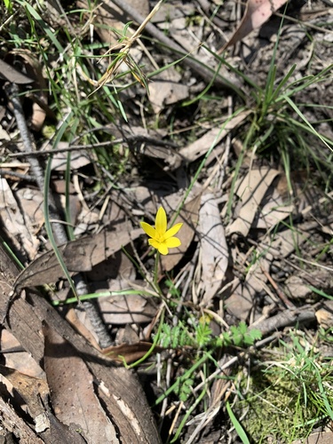 Pauridia vaginata (yellow star) (alternate view 5)