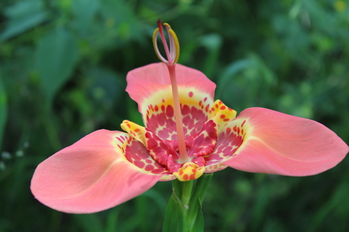 Tigridia pavonia (Mexican shell flower)