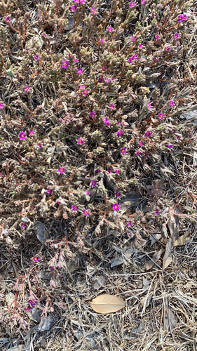 Portulaca pilosa (shaggy portulaca) (alternate view 10)