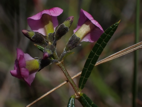 Mirbelia rubiifolia (Heathy Mirbelia)