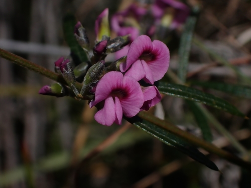 Mirbelia rubiifolia (Heathy Mirbelia) (alternate view 2)