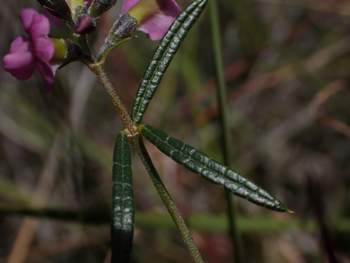 Mirbelia rubiifolia (Heathy Mirbelia) (alternate view 3)