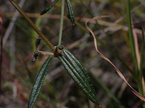 Mirbelia rubiifolia (Heathy Mirbelia) (alternate view 4)