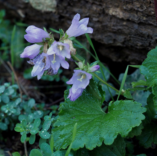 Campanula trachelium (Nettle-leaved Bellflower)
