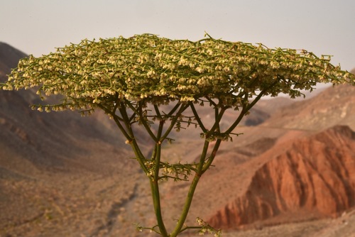 Eriogonum (wild buckwheats) (alternate view 5)
