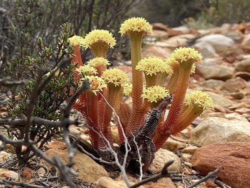Crassula (Stonecrops) (alternate view 2)