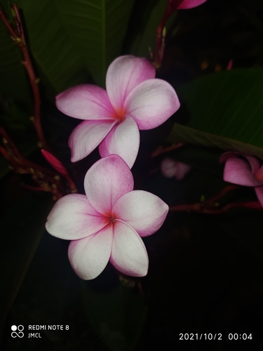 Plumeria rubra (Plumeria)