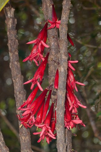 Ixora (ixoras) (alternate view 9)