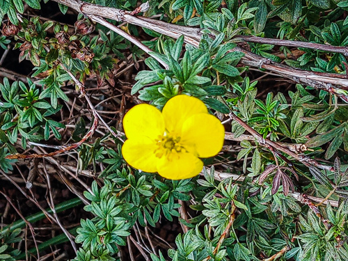 Dasiphora fruticosa (potentilla, cinquefoil) (alternate view 9)