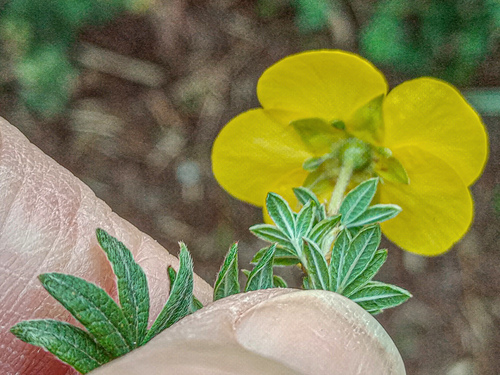 Dasiphora fruticosa (potentilla, cinquefoil) (alternate view 10)