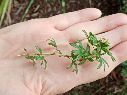 Dasiphora fruticosa (potentilla, cinquefoil) (alternate view 11)