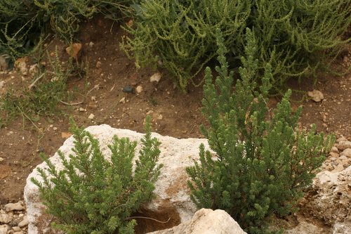 Suaeda vera (Shrubby Seablite) (alternate view 2)