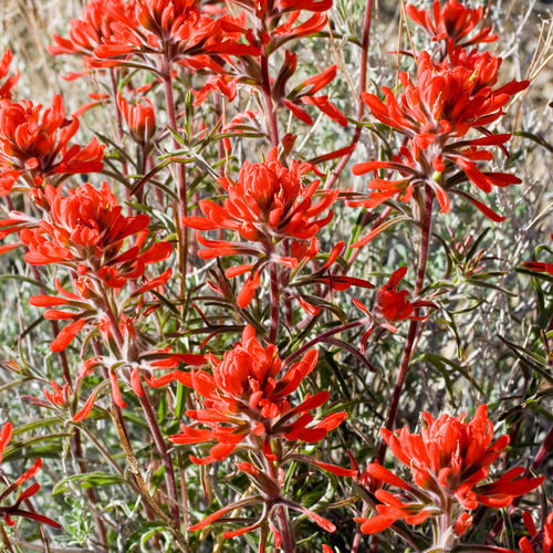 Castilleja chromosa (Desert Paintbrush) (alternate view 3)