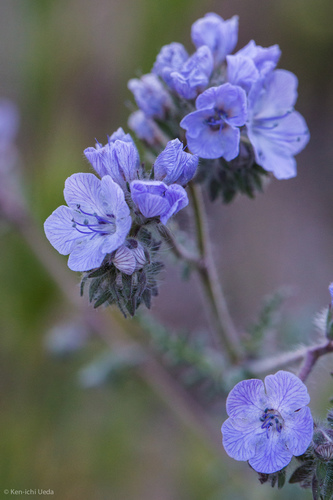 Phacelia distans (distant phacelia)