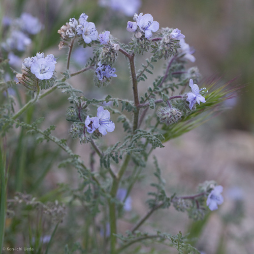 Phacelia distans (distant phacelia)