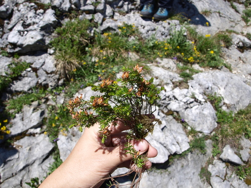 Erica carnea (Heath) (alternate view 4)