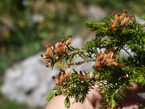 Erica carnea (Heath) (alternate view 5)