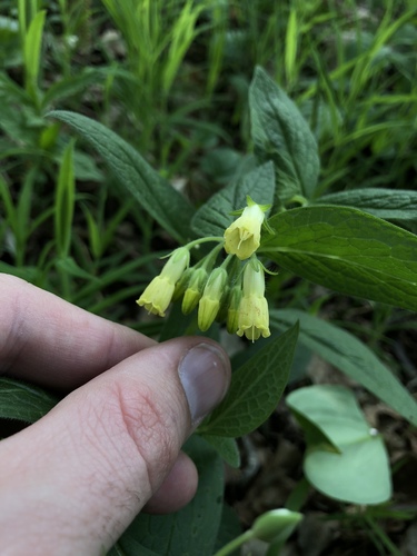 Symphytum tuberosum (Tuberous Comfrey)