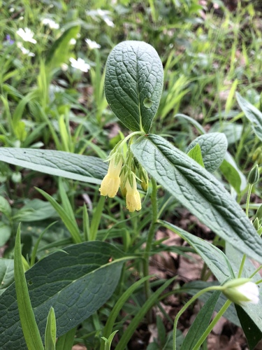 Symphytum tuberosum (Tuberous Comfrey)
