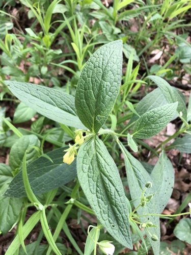 Symphytum tuberosum (Tuberous Comfrey)